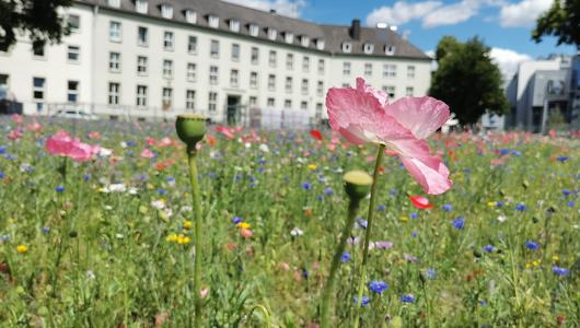 Siegen: Insektenfreundliche „Baustelle“: Blumenwiese auf Herrengarten-Gelände